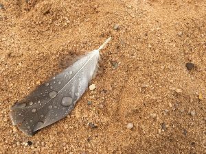 feder_Harmsen_2017 Feder im Sand / Foto: Harmsen