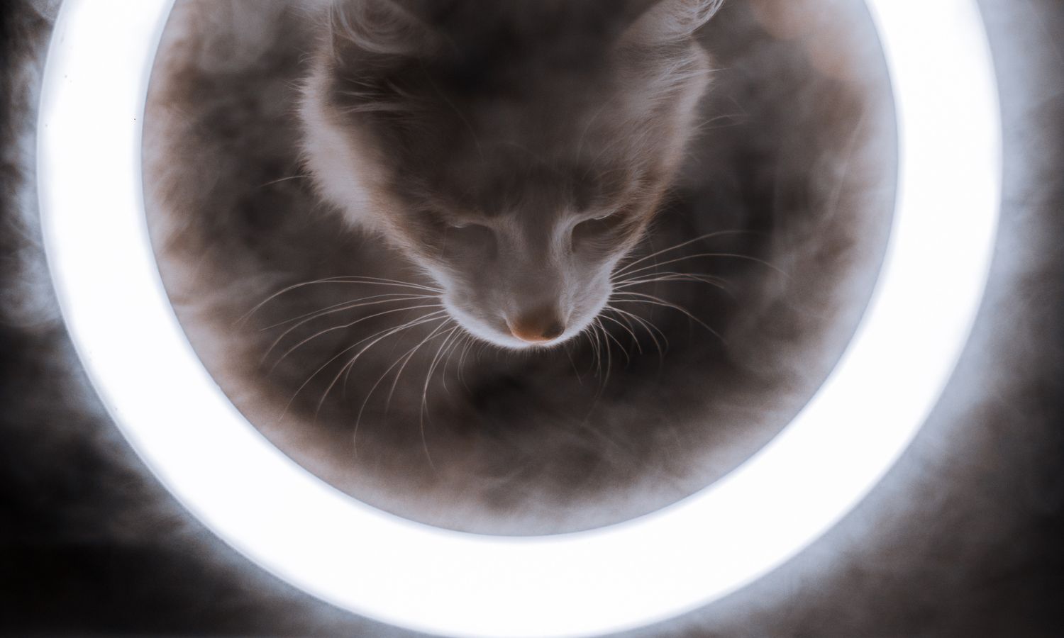 Ringlicht